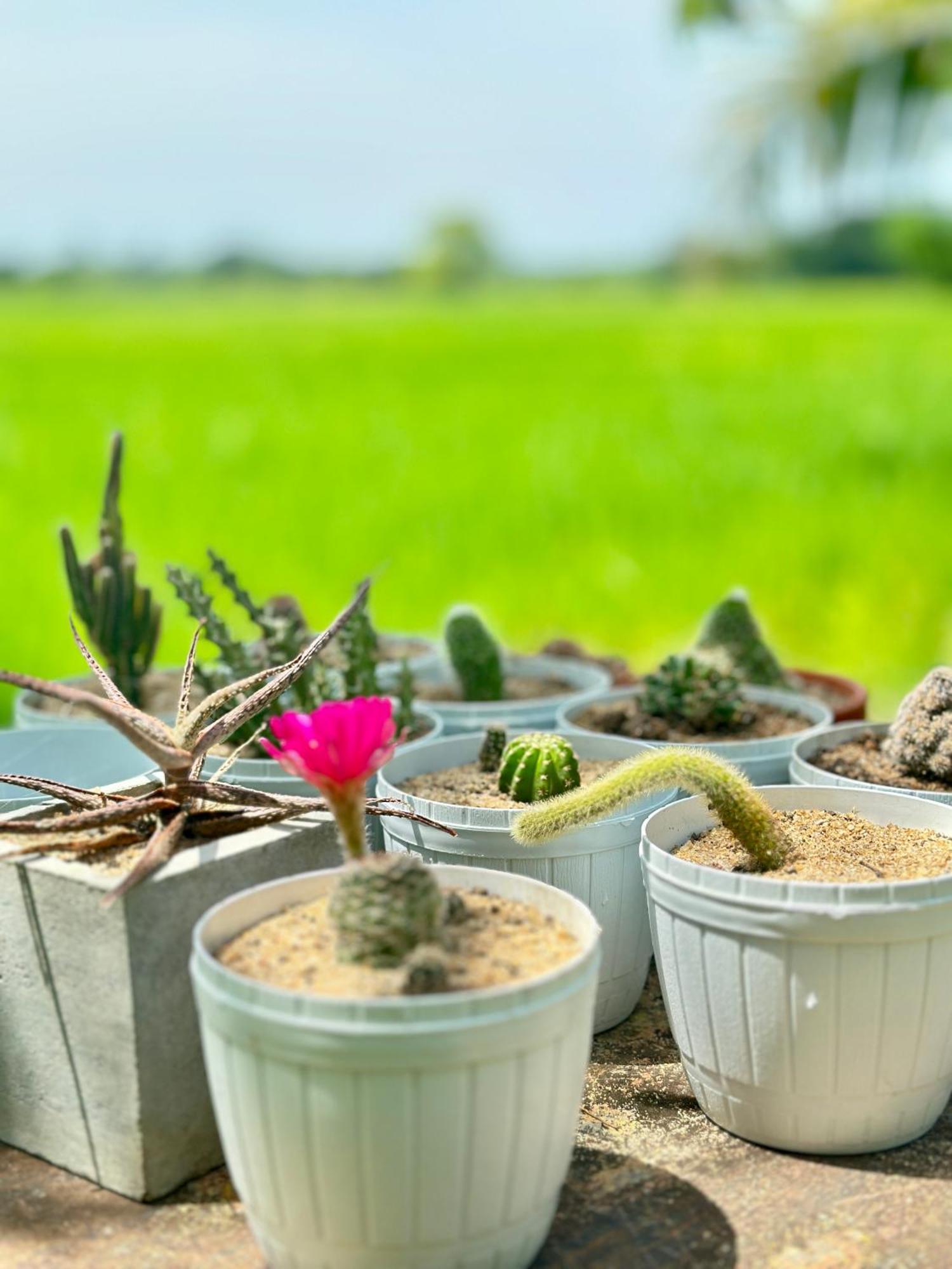 Aroma Villa Homestay Polonnaruwa Dış mekan fotoğraf
